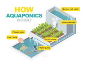 how aquaponics system work isometric