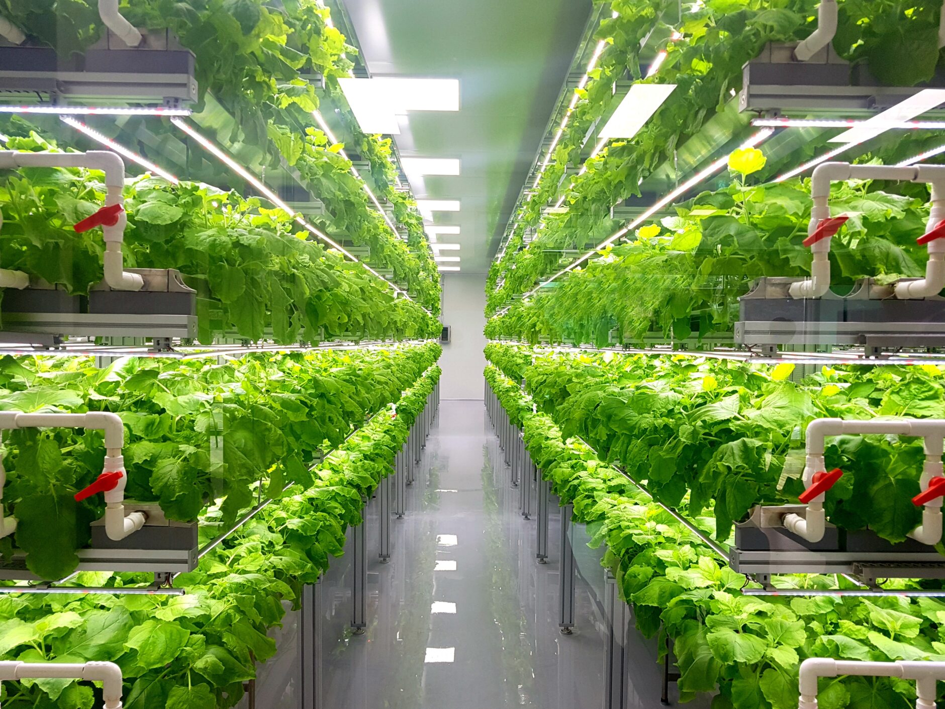 Fresh Vegetables are growing in indoor farm/vertical farm. fresh vegetables are growing in indoor farm/vertical farm.