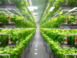 fresh vegetables are growing in indoor farm/vertical farm.